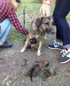 狗崽直播爆料汪小菲视频,独家爆料引热议  第2张